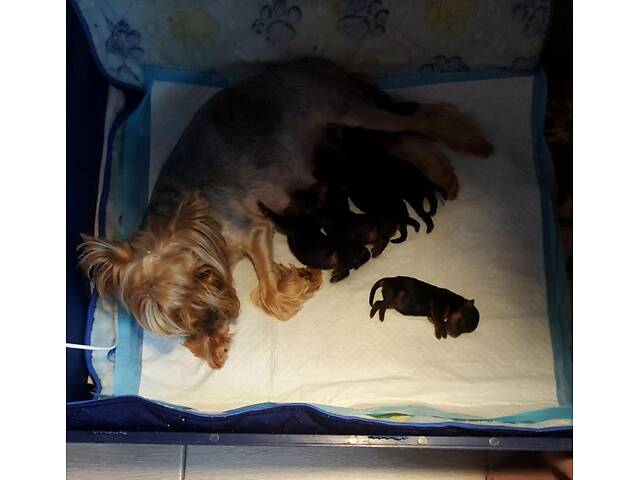 Йорк: дві дівчинки 7-ми місячних, також маю клубну дівчинку 20 місяців, КСУ. - Фото 10