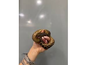 Парагвайська анаконда, карликова анаконда