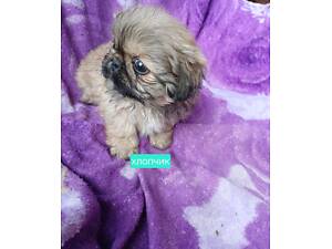 Змінять місце проживання.