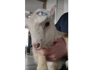 знерожування козенят випалювання видалення ріжок