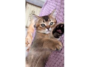 Золота шиншила кошеня