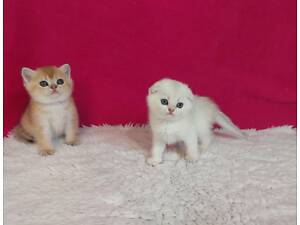 Золота шиншила кошенята