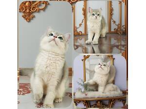 Золота шиншила