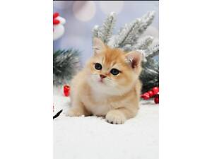 Золоті британські кошенята