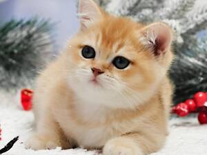 Золоті британські кошенята