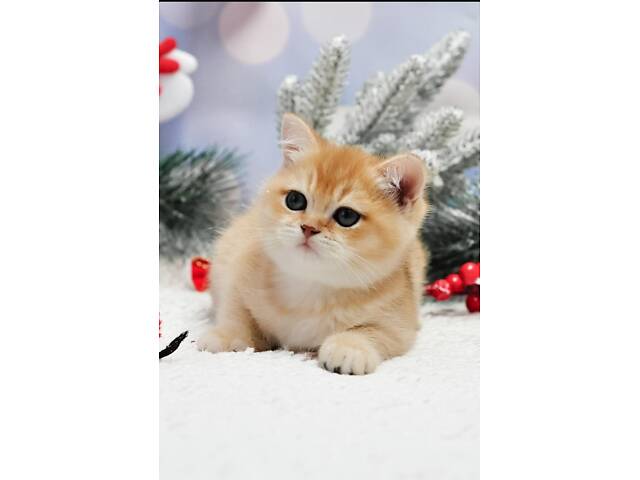 Золоті британські кошенята - Фото 1