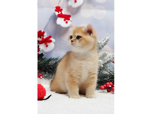 Золоті британські кошенята - Фото 2