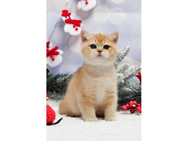 Золоті британські кошенята - Фото 3