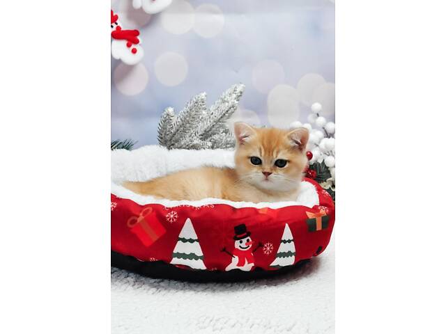 Золоті британські кошенята - Фото 4