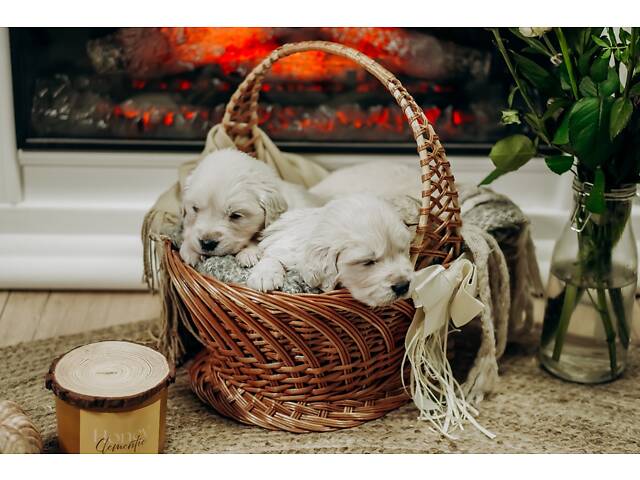 Золотистий Ретривер - Фото 2