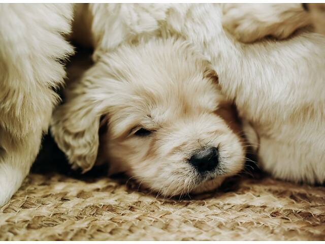 Золотистий Ретривер - Фото 3