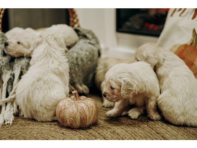 Золотистий Ретривер - Фото 4