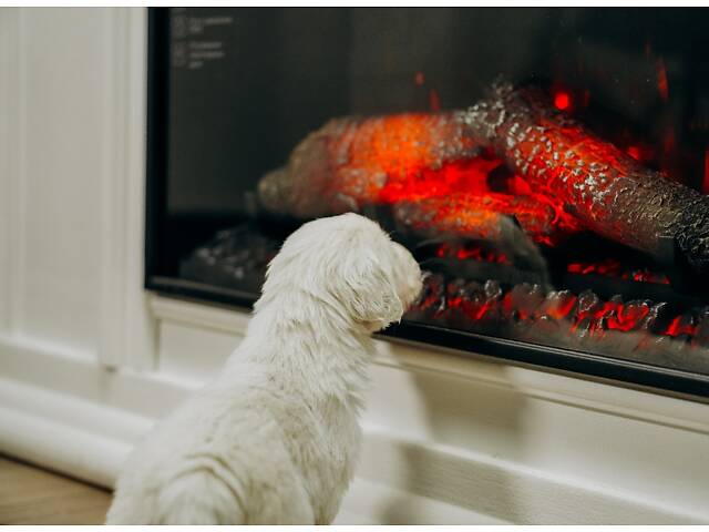 Золотистий Ретривер - Фото 5