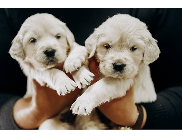 Золотистий Ретривер - Фото 6