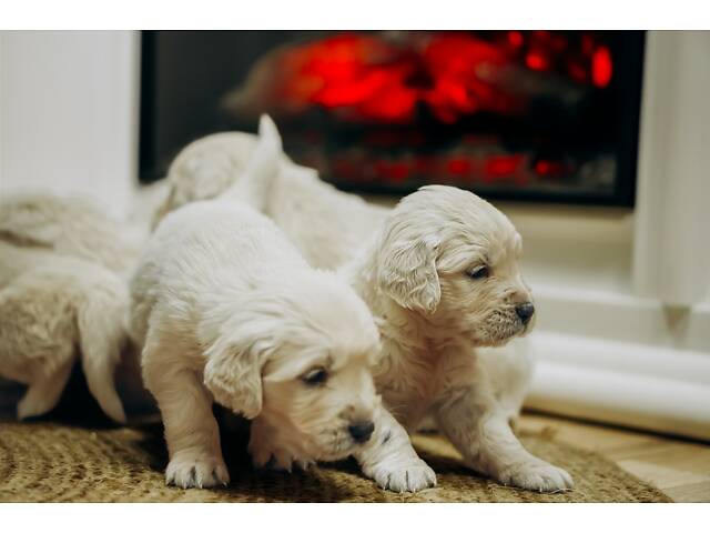 Золотистий Ретривер - Фото 7