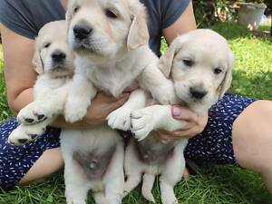 Золотистий ретривер дівчинка