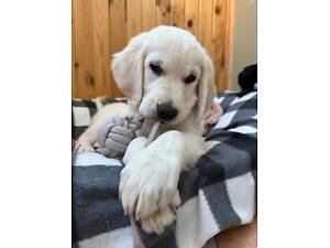 Золотистий ретривер