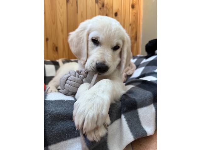 Золотистий ретривер - Фото 1