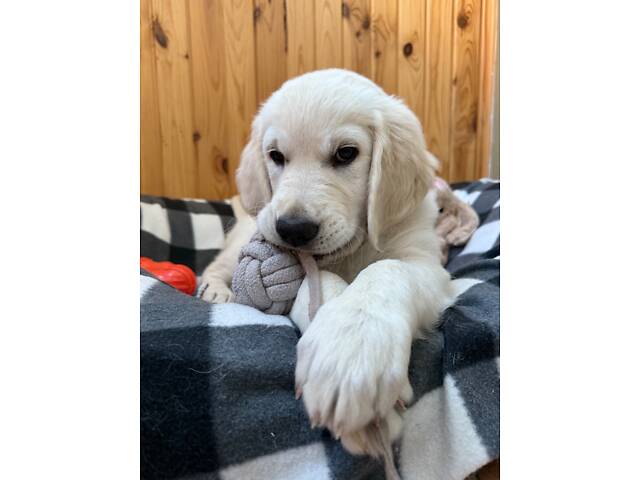 Золотистий ретривер - Фото 2