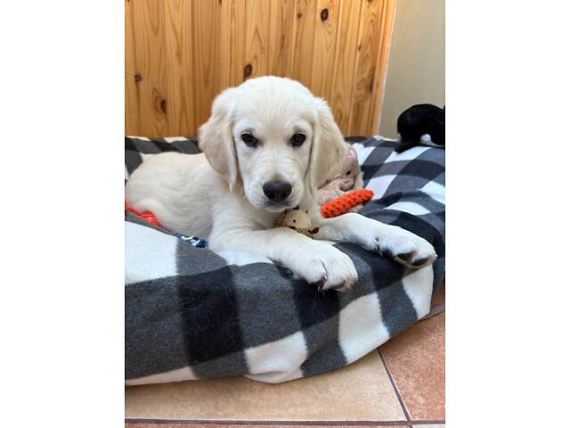 Золотистий ретривер - Фото 3