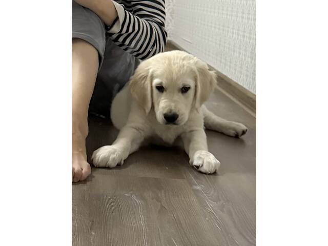 Золотистий ретривер - Фото 4