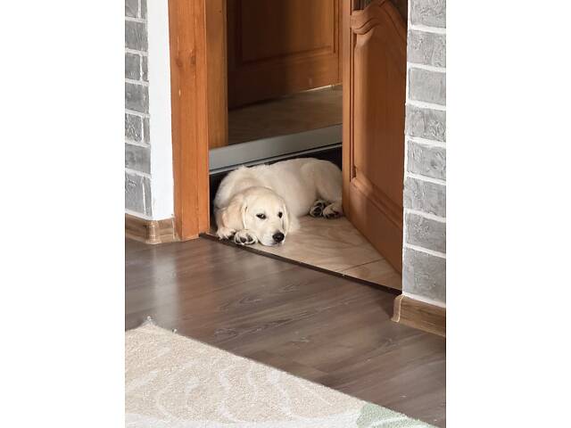 Золотистий ретривер - Фото 5