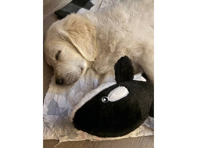 Золотистий ретривер - Фото 6