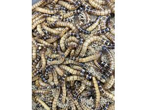 Зоофобус хробак зоофобас крупний