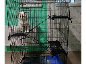 Зооготель, готель для котів в Києві - кошки на передержке в гостинице