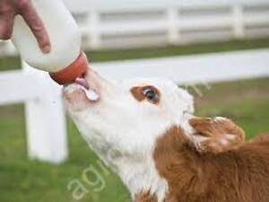 Для телят с 10 дня