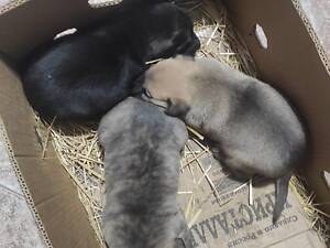 Сводные щенки мама подбуль папа не известен