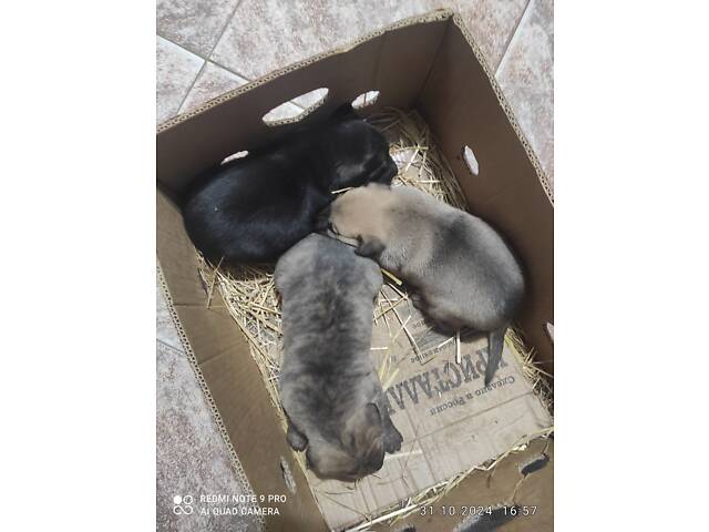 Сводные щенки подбуль - Фото 1