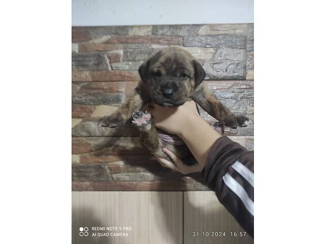 Сводные щенки подбуль - Фото 2