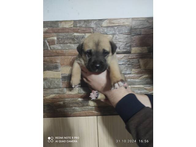 Сводные щенки подбуль - Фото 3