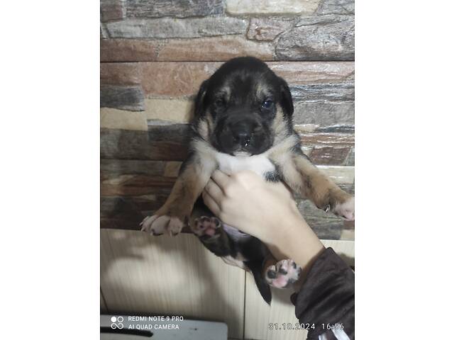 Сводные щенки подбуль - Фото 4