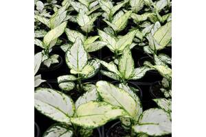 Аглаонема Белая Rovinsky Garden Aglaonema Super White, высота 15-25см, объём горшка 0,75л