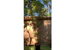 Великий японський клен Rovinsky Garden Japanese maple, acer palmatum Atrolineare, 5 м., об'єм горщика 40л (RG021)