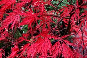 Большой японский клен Rovinsky Garden Japanese maple, acer palmatum Garnet, 1.5 - 2м, объем горшка 25л (RG259)