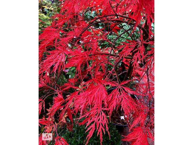 Великий японський клен Rovinsky Garden Japanese maple, acer palmatum Garnet, 1.5 - 2м, об'єм горщика 25л (RG259)