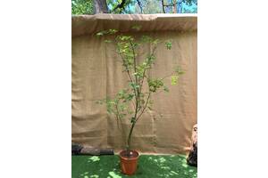 Большой японский клен Rovinsky Garden Japanese maple, acer palmatum Osakazuki, 2 - 2,5м, объем горшка 20л (RG039)