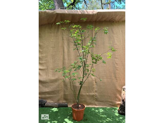 Великий японський клен Rovinsky Garden Japanese maple, acer palmatum Osakazuki, 2 - 2,5м, об'єм горщика 20л (RG039)