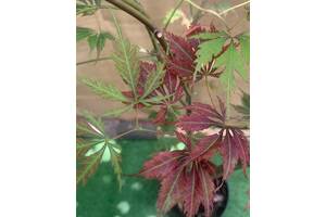 Большой японский клен Rovinsky Garden Japanese maple, acer palmatum J.J., 2м, объем горшка 20л (RG038)