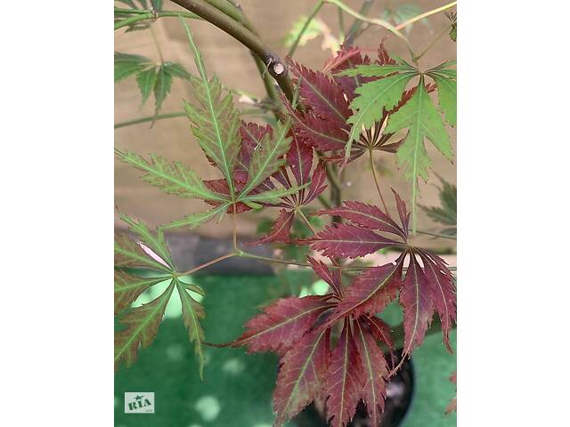 Великий японський клен Rovinsky Garden Japanese maple, acer palmatum JJ, 2м, об'єм горщика 20л (RG038)