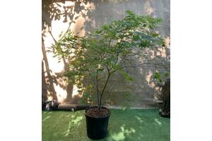 Великий японський клен Rovinsky Garden Japanese maple, acer palmatum Aka Shigitatsu Sawa, 2м, об'єм горщика 25л (RG028)
