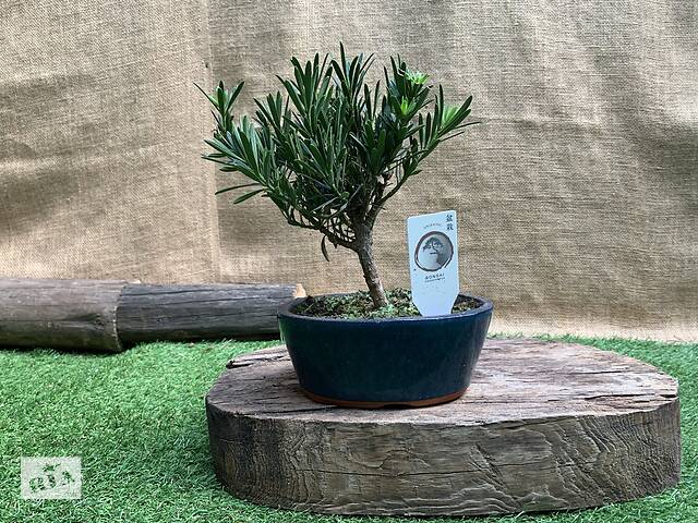 Бонсай Подокарпус Rovinsky Garden Bonsai Podocarpus, керамический горшок, высота растения 20-30см (RG009)