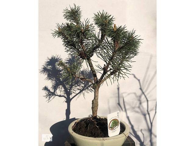 Бонсай Японская сосна Rovinsky Garden Bonsai Pinus thunbergii 25 - 35 ...