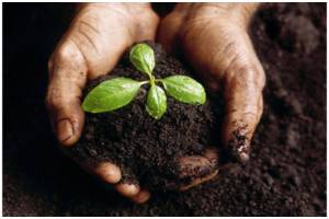 Чорнозем доставка Київ та область