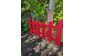 Деревянный заборчик 550*500 мм 'Флорес' (Сосна). Цвет: Красный