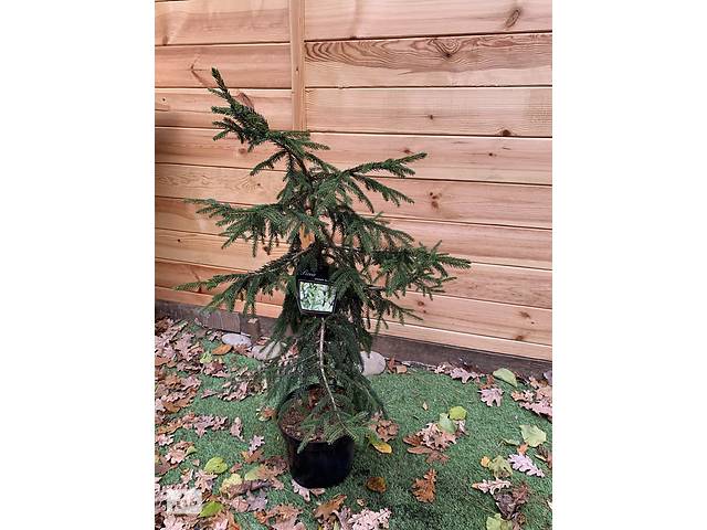 Ель Ауреоспиката Picea orientalis Aureospicata Rovinsky Garden 80-100 см 3л (RG337)