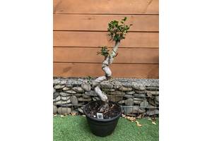 Фікус Бонсай Rovinsky Garden Bonsai Ficus, висота 80см, об`єм горщику 5л